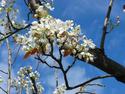 Asian Pear In Bloom
Picture # 2333
